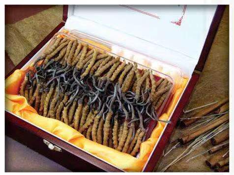 阿拉善左冬虫夏草回收